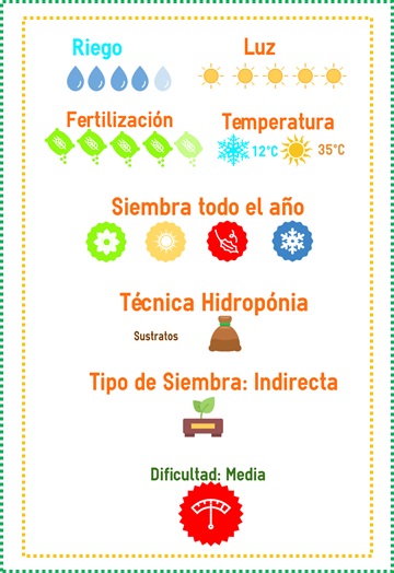 venta de semilla de col 