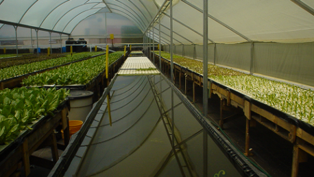 cultivo de lechuga en invernadero