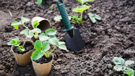 trasplante plantas