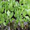 Plantulas de lechuga